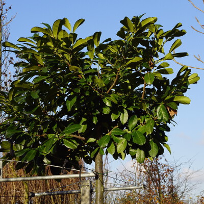 Prunus laurocerasus 'Anbri'  (2)